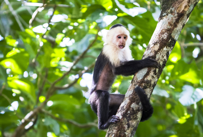 Keeping Up With The Capuchins